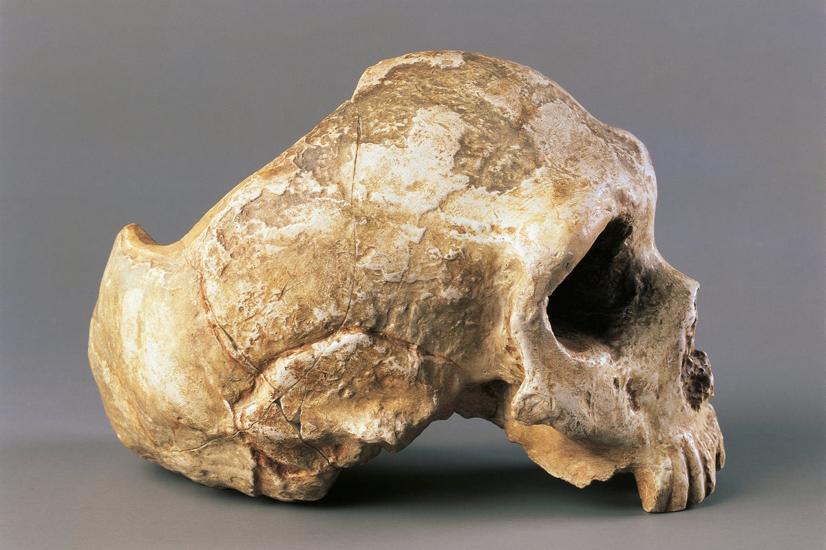 Human Brain Gain: Computer Models Hint at Why We Bested Neandertals ...