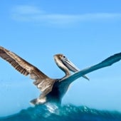 Pelican,