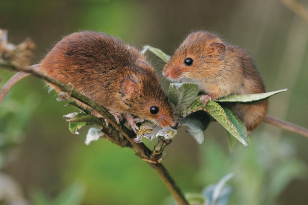 Two mice on adjoining stems of a plant.
