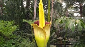 A Corpse Flower Blooms in the Bronx