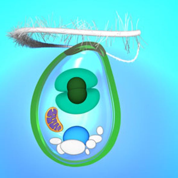 How the First Plant Came to Be