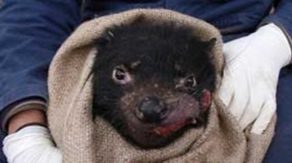 How the Contagious Tasmanian Devil Cancer Eludes Detection - Scientific