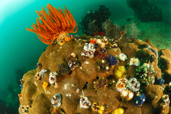 Cores from Coral Reefs Hold Secrets of the Seas' Past and Future