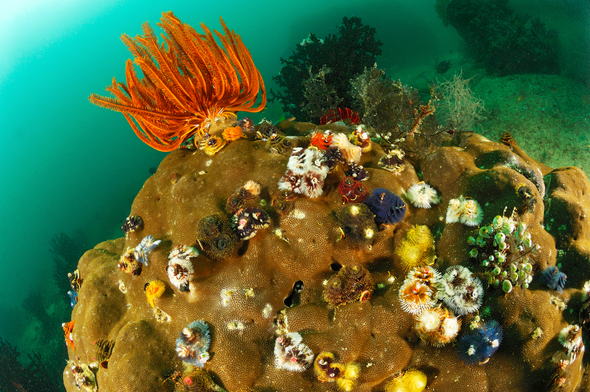 Cores from Coral Reefs Hold Secrets of the Ocean's Past and Future