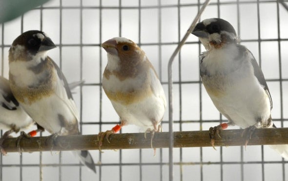 Finches Can Learn to Sing Differently Than Their Genetics Dictate
