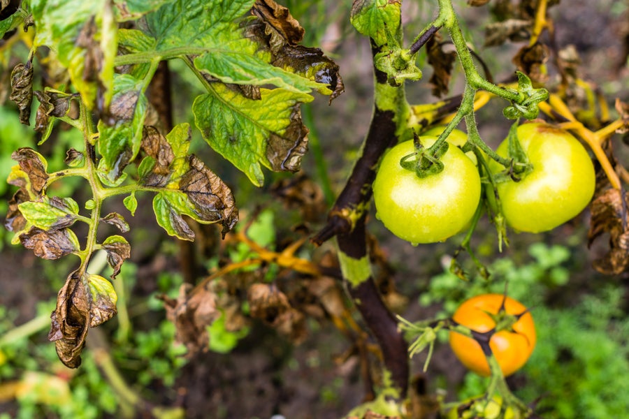 Invisible Killers Hitchhike on Native Plant Seedlings | Scientific American