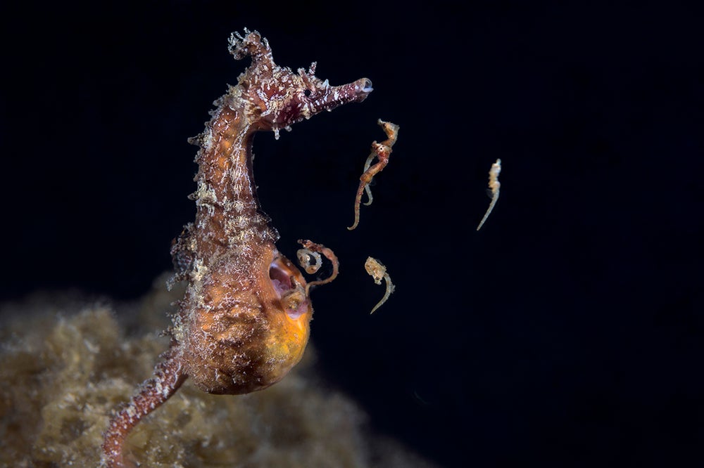 see-a-male-seahorse-give-birth-scientific-american