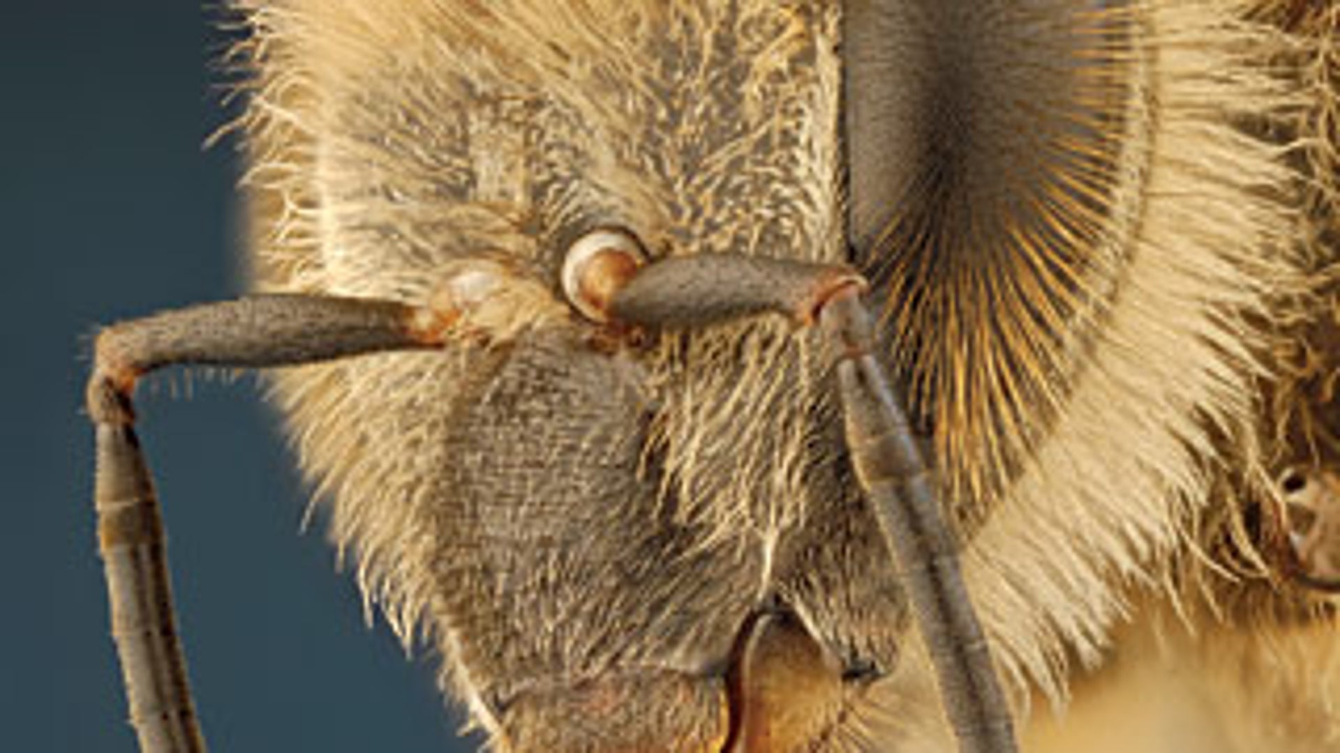 Solving the Mystery of the Vanishing Bees | Scientific American