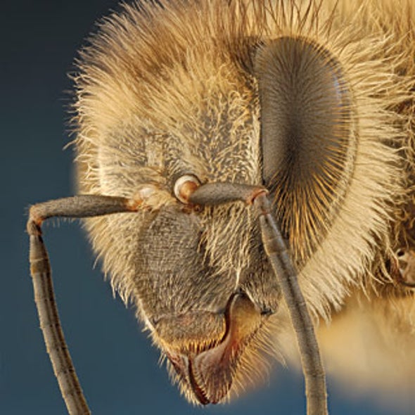 Solving the Mystery of the Vanishing Bees