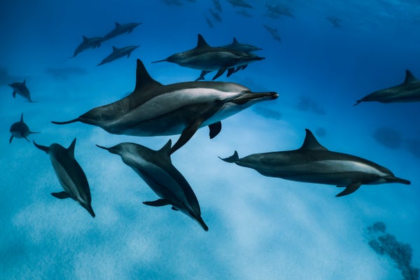 Game of long-billed dolphins