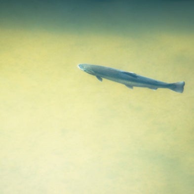 Prey Tell: How Fish Track Their Quarry, Even When They Can't See It