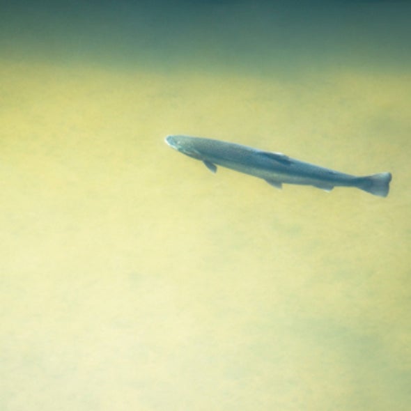 Prey Tell: How Fish Track Their Quarry, Even When They Can't See It