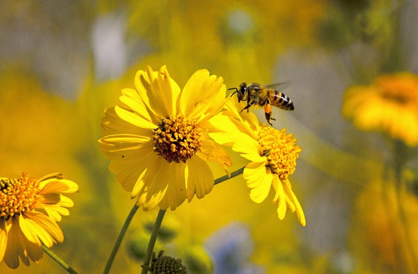 Honeybee on a brittlebush