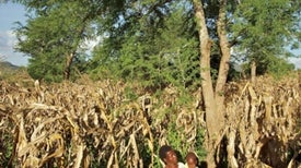 Rebuilding Africa's Soil, 1 Farm at a Time