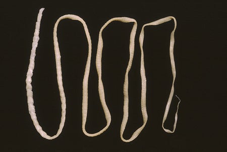 大众科学 Logo