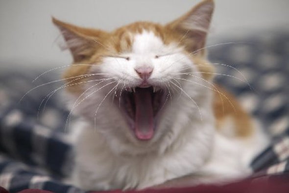 Old Cats Can Get Seizures from Sound