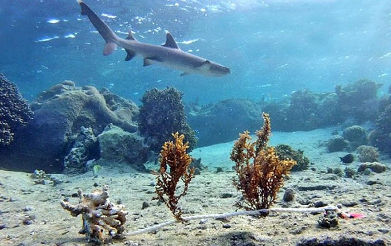 sharks-rule-the-reef-s-underwater-food-chain-scientific-american