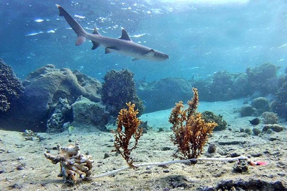 Sharks Rule the Reef's Underwater Food Chain