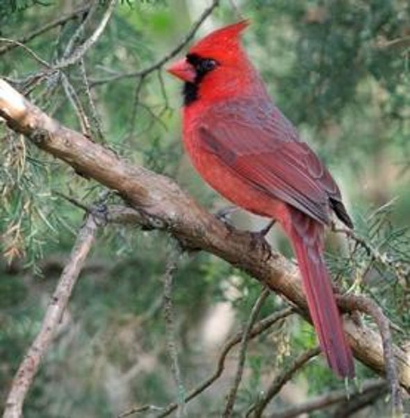 Christmas Bird Count