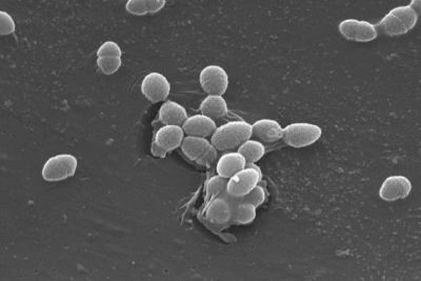 U.S. Immigrants Leave Country—and Microbes—Behind