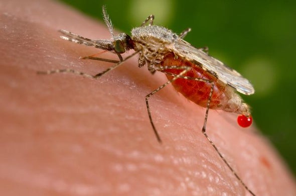 Malaria Deaths Drop below Half a Million as Africa Makes Progress