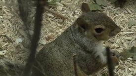 Gray Squirrels Stay Flexible When Foraging
