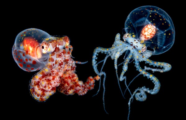 Two views of a paralarval wunderpus octopus taken in Anilao, the Philippines. The body is about the size of a thumbnail. The spots are developing chromatophores that help the octopus blend into its environment.