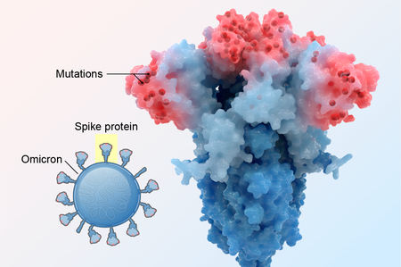 Graphic highlights mutations on Omicron's spike protein.