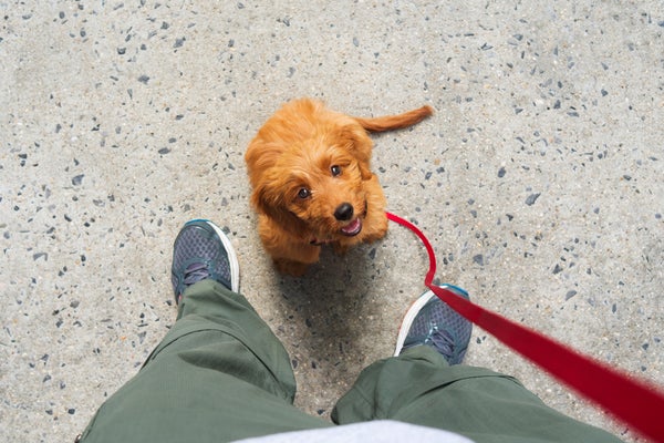 Miniature goldendoodle puppy sitting at the feet of her owner and looking up waiting for a treat.