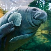 Lolita with two-day-old baby Kali'na. Female manatees have around a 12-month pregnancy and give birth once every two to five years. The mothers feed their young through teats found under their front flippers.