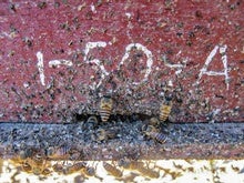 Bees Use 'Bullshit' Defense to Keep Giant Hornets at Bay