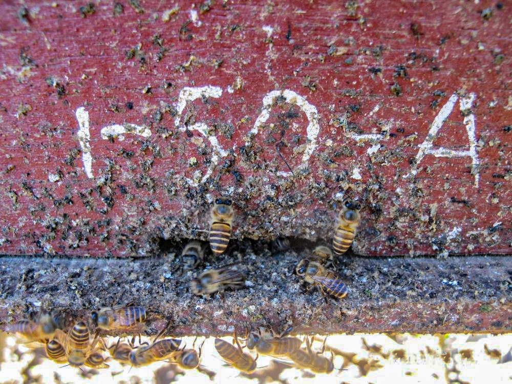 Bees Use Bullshit Defense To Keep Giant Hornets At Bay Scientific   91C8220F 425D 4571 88CF66351CDD2CDF Source 