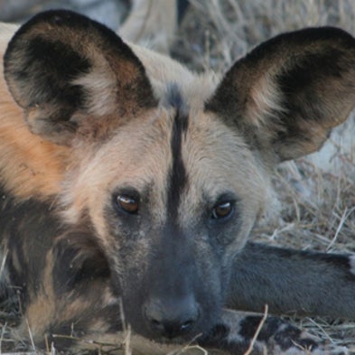 Don't Fence Me In: Researchers Devise Bio-Boundary for African Wild Dogs