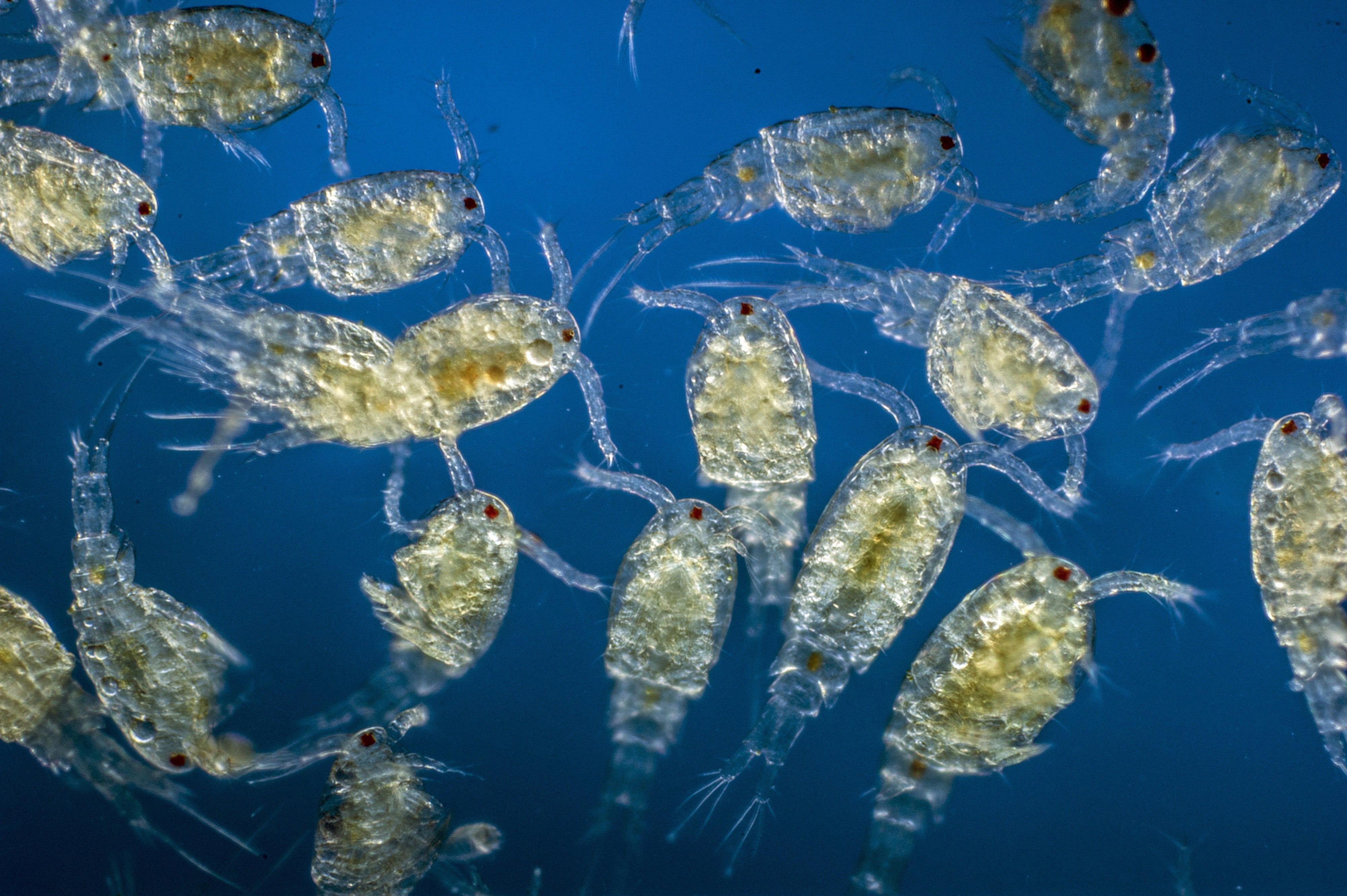 Air Guns Used in Offshore Oil Exploration Can Kill Tiny Marine Life -  Scientific American
