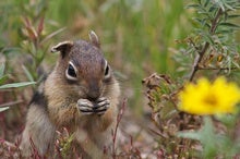 During a Rodent Quadrathlon, Researchers Learn That Ground Squirrels Have Personalities