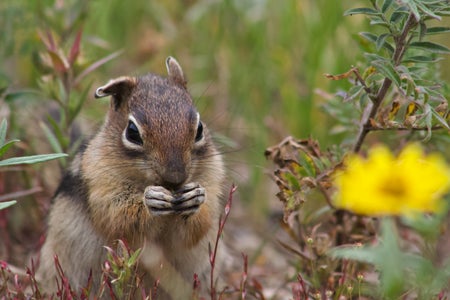 A small squirrel eats in the tall grass.