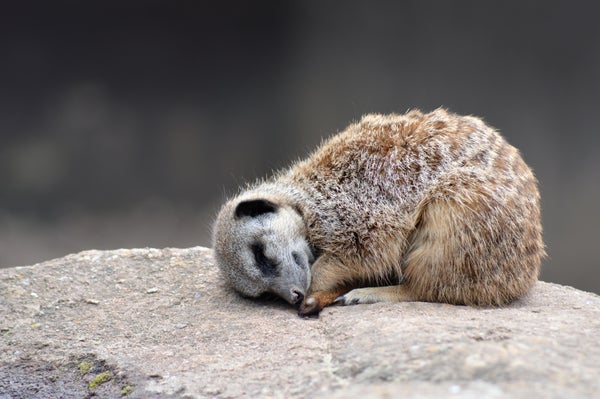 Sleeping meerkat on stone