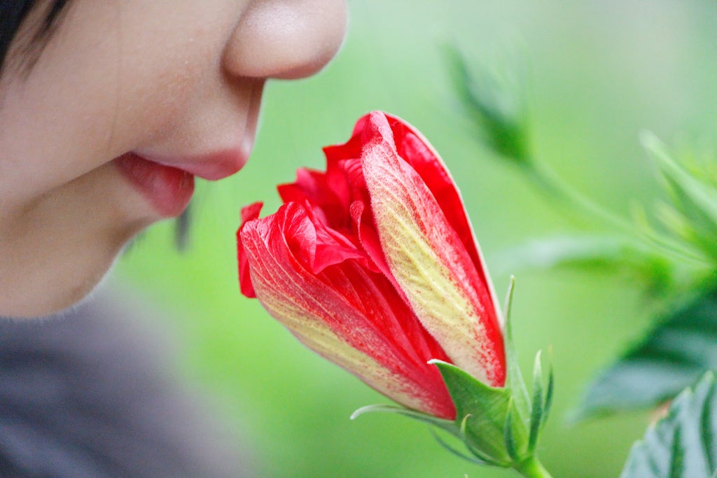 Why Do Smells Trigger Memories? | Scientific American