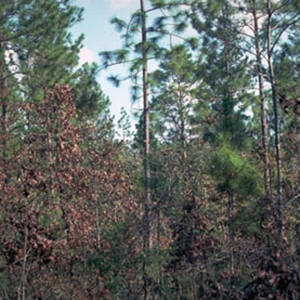 U.S. Forests Soak Up Carbon Dioxide, but for How Long? Scientific American