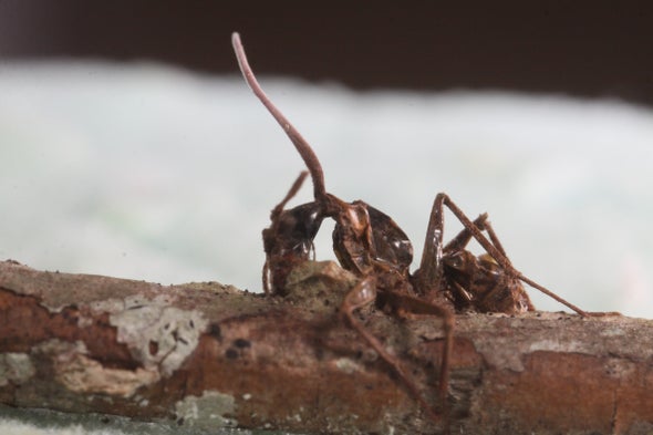 Investigating the Zombie Ant's "Death Grip"