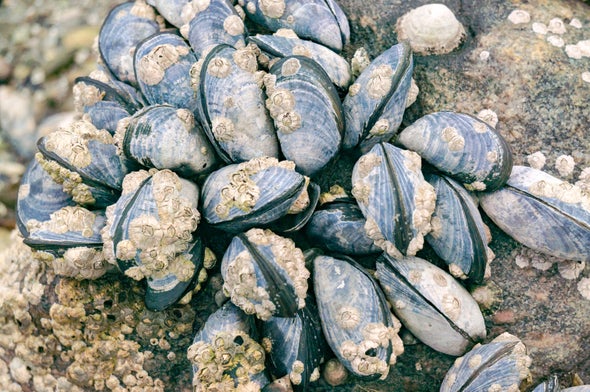 Plastic Found in Mussels from the Arctic to China