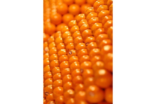 rows of oranges