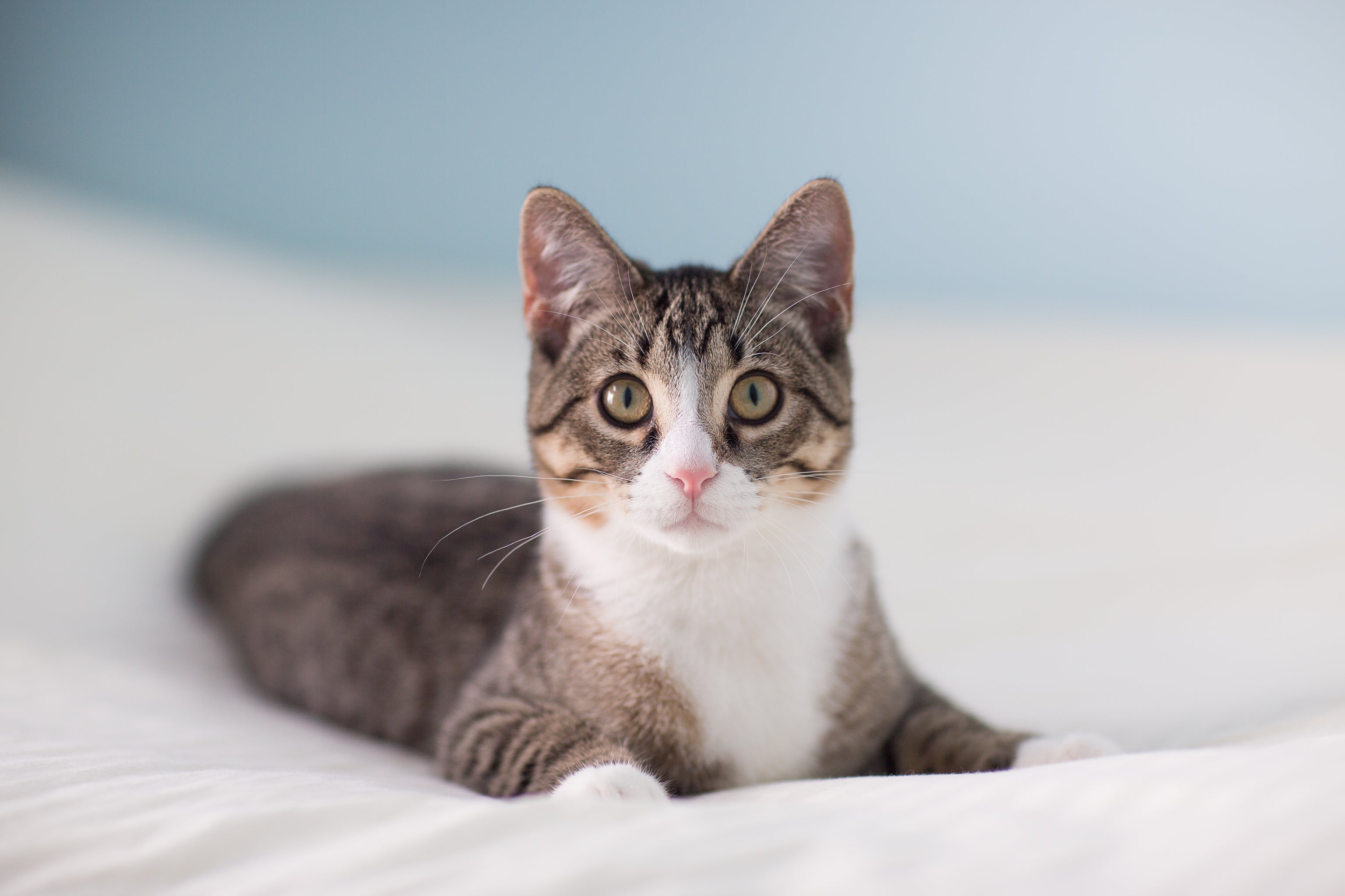 Cats Can Get Coronavirus Study Suggests But Pet Owners Need Not Panic Scientific American