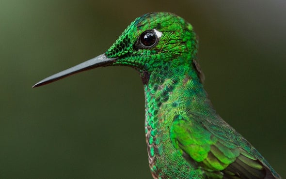 How to Dramatically Curb Extinction