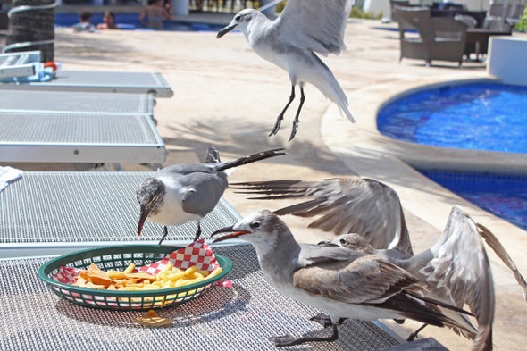 Stare Down Gulls to Avoid Lunch Loss