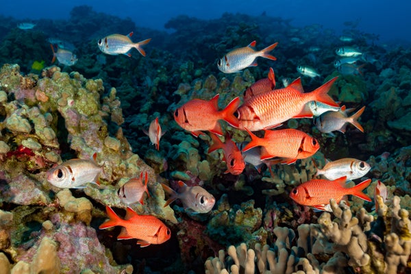Group of red fish in coral reef.