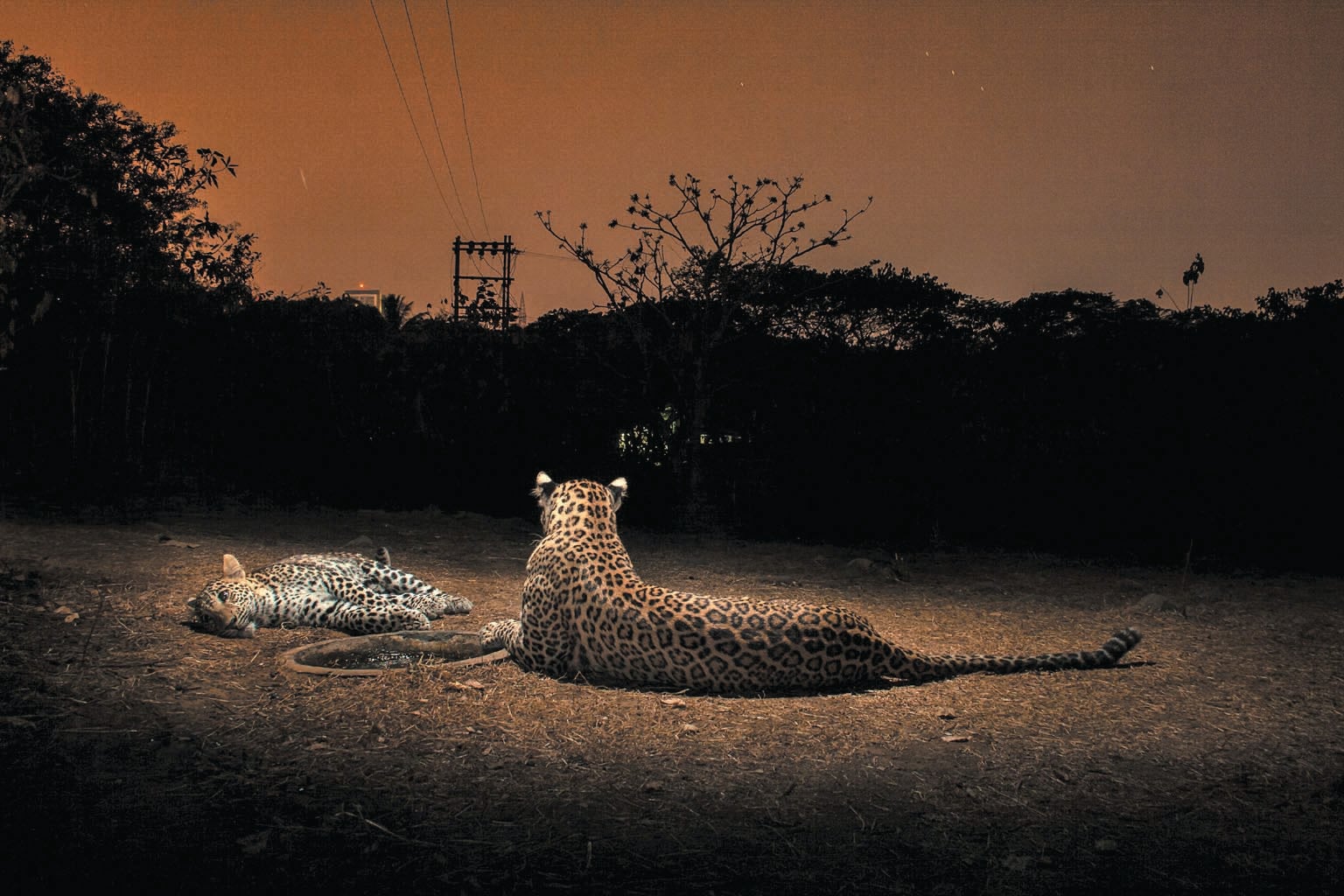 Two leopards are shown resting at night with their backs to the camera trap that took their picture.