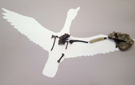 Scientific American Logo