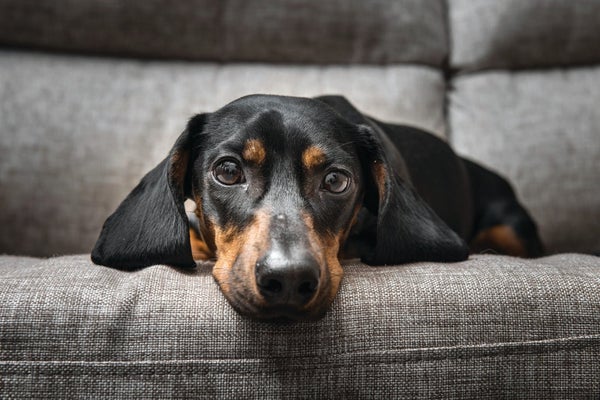A dachshund lying on a couch looks directly at the camera.