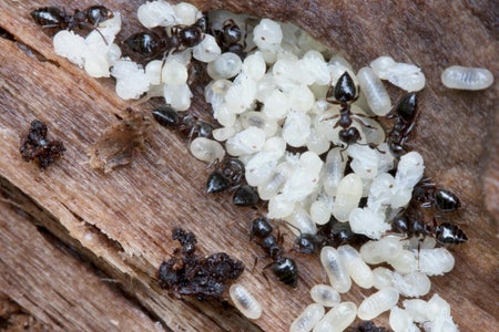 Inside an ant-nest chamber, adult workers tend to pupae.